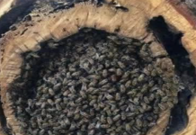 Amazing Bees!