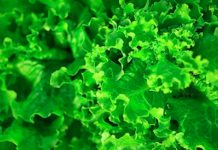Virtual Growing Events