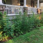 Fight Lanternflies With Milkweed