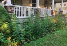 Fight Lanternflies With Milkweed