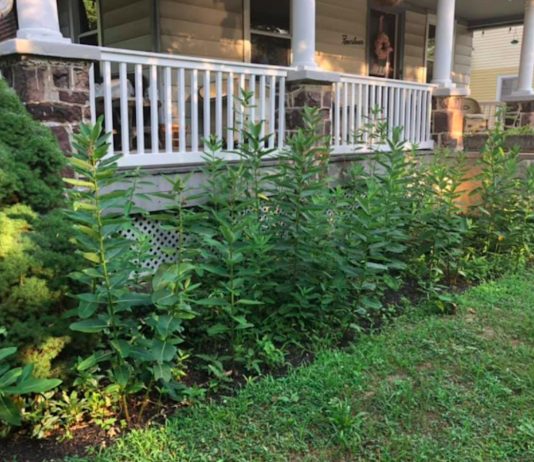 Fight Lanternflies With Milkweed