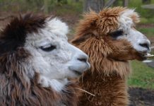 Vegan Haven Fundraiser