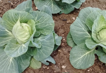 Early Cabbage Growning