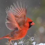 Great Backyard Bird Count