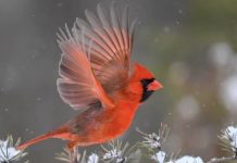 Great Backyard Bird Count