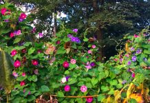 Gazing at Morning Glories