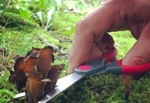 Food Foraging