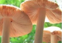 This mushroom eats plastic