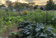 Community Garden Blossoms