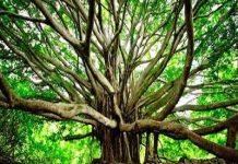Trees have a heartbeat