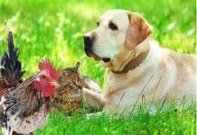Pet, Chicken License Renewal