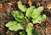 Edible garden weeds