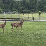 Oh Deer!