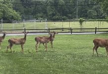 Oh Deer!