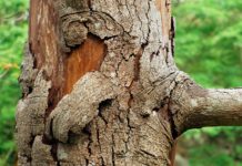 Trees to be Removed