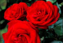 Rose Bilodeau, 91