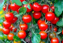 Freezing Garden Veges