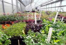 Green Garden Fair