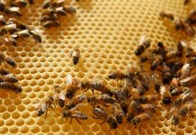 Bee Loss Highest Yet