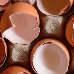 Eggshells In Your Garden