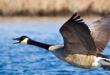 County Monitoring Bird Flu