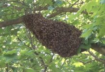 Bee Swarm Removal