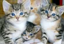 Fishtails Rescue Event