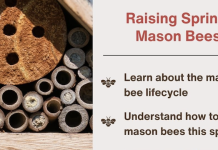 Mason Bees