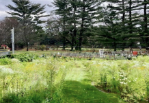 Beautify Merchantville While Saving Costs: Create a Meadow