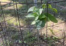Paw-Paws at Wellwood