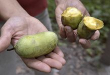 Paw-Paws and Changing Climate