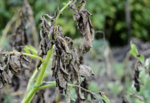 New Study: Irish Famine