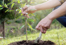 It’s All About the Right Tree in the Right Space!