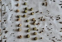 Check Seed Viability