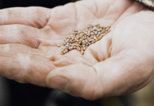 Sowing Seeds Directly