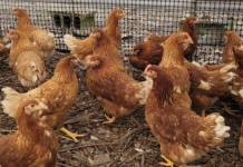 Chicken Adventure