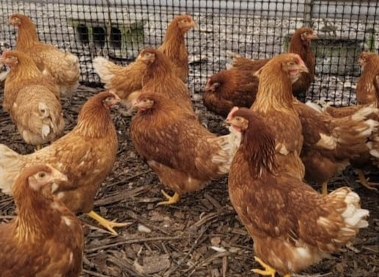 Chicken Adventure
