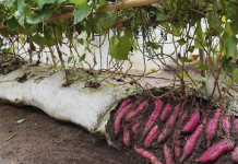 Sweet Potatoes in Soil Bags
