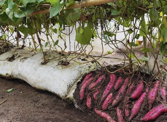 Sweet Potatoes in Soil Bags