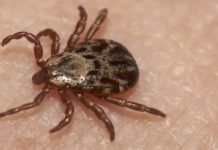 Tick Activity Emerges Early