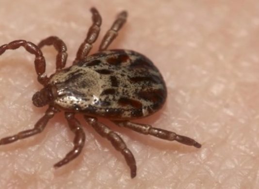 Tick Activity Emerges Early