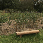 Creating a Tiny Forest in Merchantville Improves Town’s Tree Cover