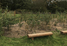 Creating a Tiny Forest in Merchantville Improves Town’s Tree Cover