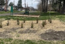 Tiny Forest Planting