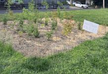 Merchantville’s Tiny Forest