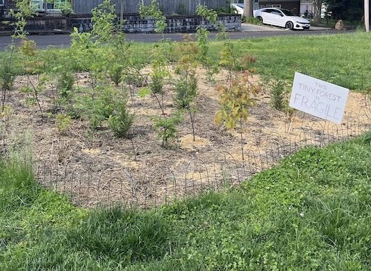 Merchantville’s Tiny Forest
