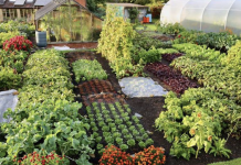 Veggie Garden in 2024?