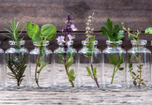 Growing Plants in Water