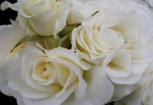 Raymond Bartling, 80