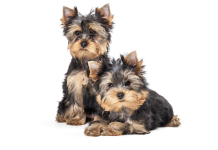 Ready to be Adopted